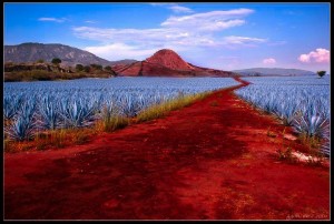 tequila paisaje agavero mezcal